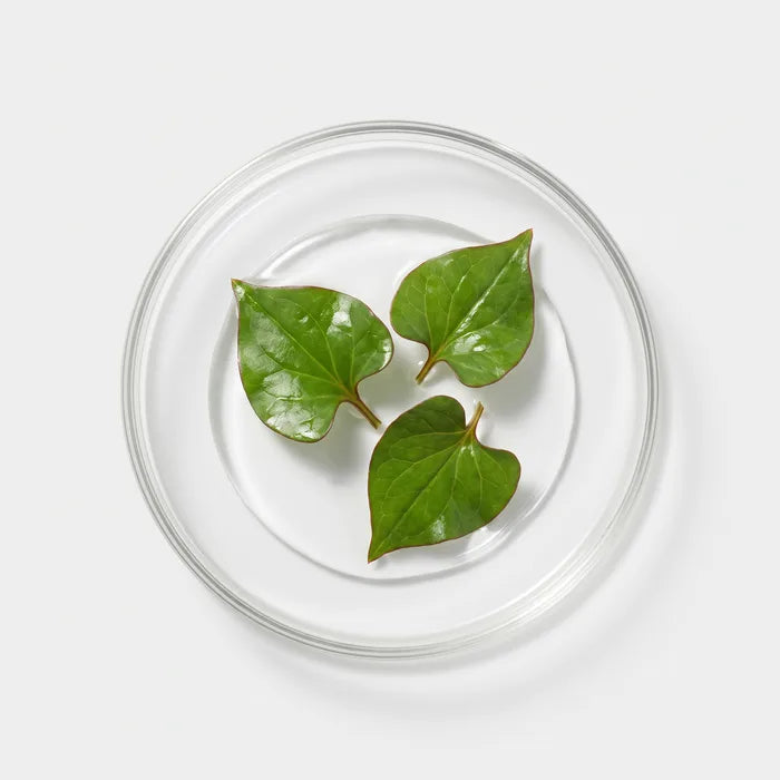 Houttuynia Cordata