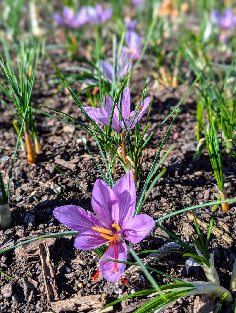 Saffron