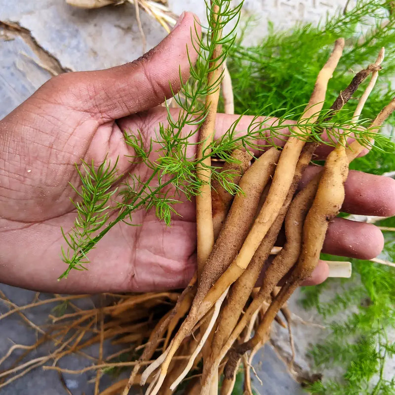Shatavari Extract